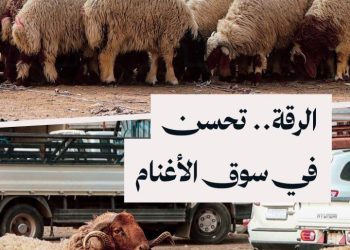 استئناف حركة التصدير تنعش أسواق الأغنام في الرقة