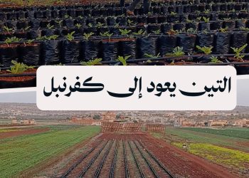 أهالي كفرنبل يزرعون الأمل، مشتل تين لإعادة الحياة إلى أراضيهم المحروقة