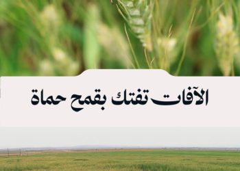 الآفات الحشرية تهدد محصول القمح في ريف حماة وسط تفاقم الجفاف المستمر
