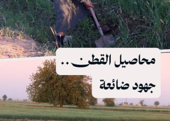 محاصيل القطن تتحول إلى ديون.. ومزارعو الرقة يعيشون على أمل السداد