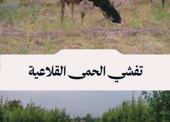 الرقة تحت خطر الحمى القلاعية، الثروة الحيوانية مهددة وسط غياب الدعم