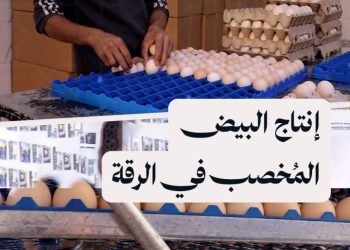 إطلاق مشروع “فقاسات” لإنتاج البيض المخصب ودعم الاقتصاد المحلي في الرقة