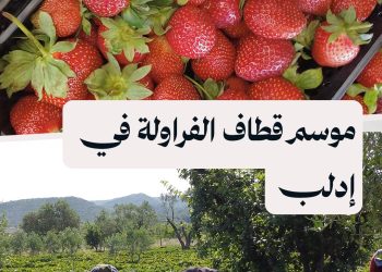 الفراولة أو الفريز.. زراعة تزدهر في بلدة بداما بريف إدلب
