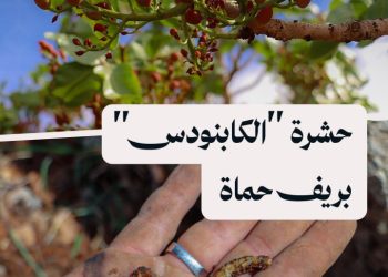 مكافحة حشرة الكابنودس تنقذ موسم الفستق الحلبي بريف حماة