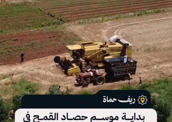 بداية موسم حصاد القمح في سهل الغاب بريف حماة