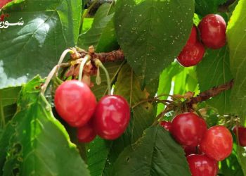 خسارة فادحة في موسم الكرز بالقلمون..المزارعون يفقدون مصدر رزقهم