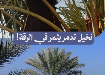 حين تهاجر النخلة من تدمر إلى الرقة، نازح يُعيد الحياة لآلاف الأشجار