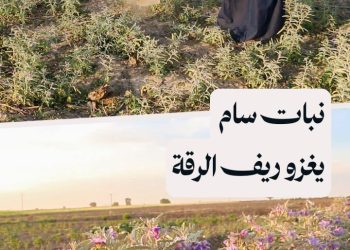 “الباذنجان البري” نبات ينتشر في ريف الرقة ويسبب خسائر للمزارعين