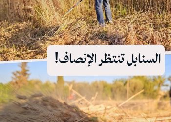 بين السنابل والانتظار، قمح دير الزور موسم من الآمال والتحديات