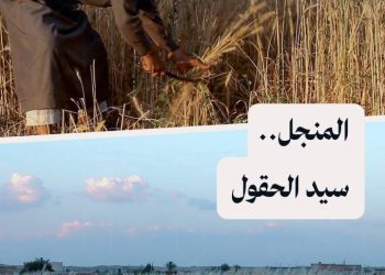 بين سنابل القمح، ما زال المنجل سيد الحقول في ريف دير الزور