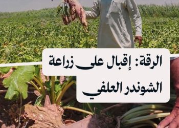 مزارعون في الرقة يتجهون لزراعة الشوندر العلفي بعد خسارات في مواسم القمح والقطن