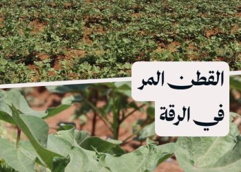 محصول غامض يتميز بإنتاج وفير وتكرهه الآفات الحشرية.. تعرف إلى “القطن المر” في الرقة