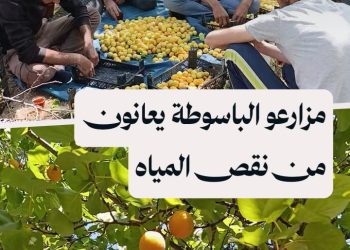 في الباسوطة، موسم المشمش والجارنك تحت العطش وغلاء التكاليف ورخص الأسعار