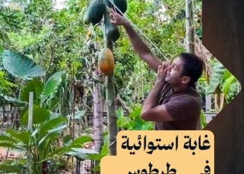 “المغارة الاستوائية” في طرطوس مشروع سياحي يضم أشجاراً وفاكهة غير مألوفة