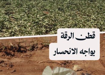 جفاف وغلاء وتحديات كبيرة.. هل تنحسر زراعة القطن بالرقة؟
