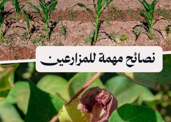 وصيات عاجلة لمزارعي الرقة لتخفيف تأثير الحرارة على الذرة والقطن والحفاظ على المحاصيل الصيفية