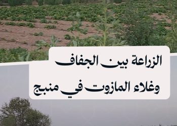 مزارعو منبج يواجهون جفاف المياه وغلاء المازوت بقلق متزايد على محاصيلهم
