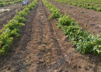 تحول زراعي في ريف الرقة: ورق العنب بديل اقتصادي مجزٍ