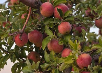 موسم التفاح في القلمون.. خسائر فادحة وأشجار تحولت إلى حطب