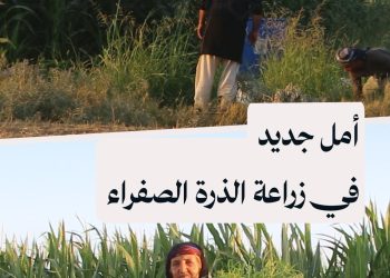 بعد إزالة قيود التصريف.. المزارعون في الرقة يتجهون لزراعة الذرة الصفراء رغم مصاعب الإنتاج