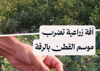 “دودة اللوز الشوكية” تغزو حقول القطن بالرقة.. وتحذيرات بالتدخل العاجل