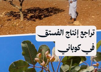 انخفاض حاد في إنتاج الفستق الحلبي بعين العرب (كوباني) بسبب الجفاف