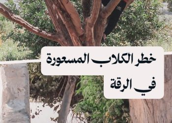 أهالي جزيرة سد الفرات في الرقة يطالبون بتحرك عاجل لمواجهة خطر الكلاب المسعورة