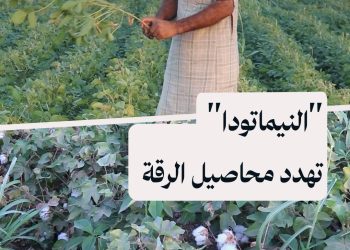 وباء “النيماتودا” يهدد محاصيل القطن والخضار في ريف الرقة