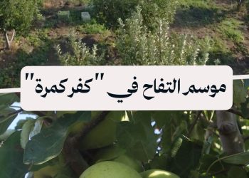 سوريا بلس ترصد أجواء قطاف موسم التفاح في بلدة كفر كمرة جنوبي مصياف
