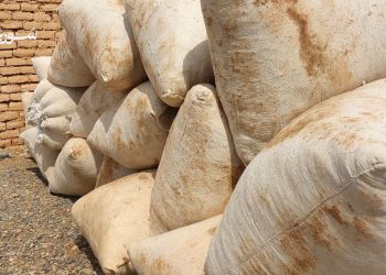 مزارعو الرقة يطالبون بمراجعة سعر القطن بسبب ارتفاع التكاليف