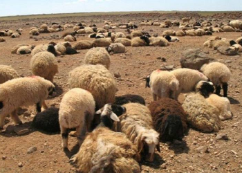 دير الزور: ارتفاع أسعار التبن نتيجة الجفاف و النقل خارج المحافظة