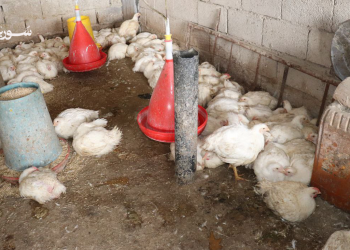 الرقة: ارتفاع كبير في أسعار الفروج ومطالبات بضبط السوق