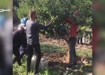 موسم التفاح في كفر كمرة بريف حماة: بين تراجع الإنتاج وتزايد الطلب