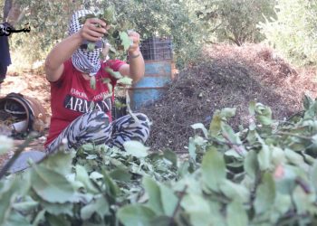 حماة: “الغار” شريان حياة ومصدر رزق وحيد للكثير من الأهالي