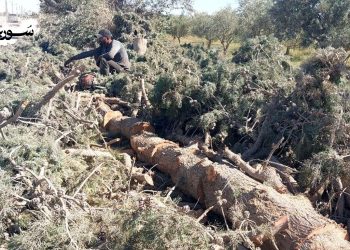 الرقة: قطع الأشجار بين الحاجة المعيشية والتهديد البيئي