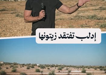 أكثر من مليوني شجرة زيتون قطعها عناصر نظام الأسد في ريف إدلب