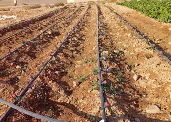 النبك: تجربة جديدة في زراعة الزعفران تفتح آفاقًا جديدة للقطاع الزراعي