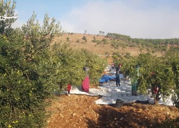 القنيطرة: ارتفاع تكاليف الإنتاج و التوغلات الإسرائيلية يهددان موسم الزيتون