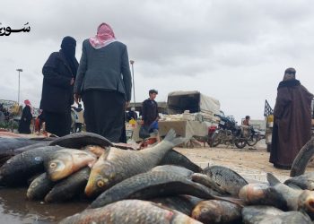 الرقة: عيسى العلي.. صيد السمك مصدر رزق النازحين على الفرات