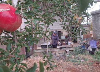 دبس الرمان مصدر رزق لأهالي سهل الغاب رغم الظروف الاقتصادية