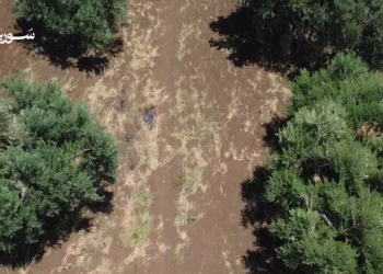 تراجع حاد في إنتاج الزيتون بسهل الغاب جراء الجفاف والحرائق