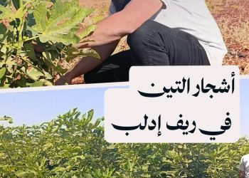 “أبو عمر” ينقذ تراث التين في ريف إدلب الجنوبي ويؤسس مشتلاً حيوياً ليعيد الحياة لأراضي الأهالي