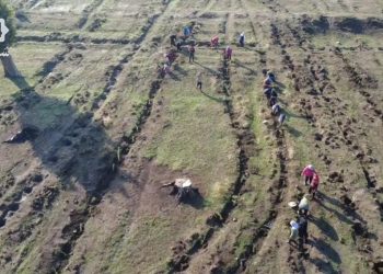 سهل الغاب: زراعة 30 ألف غرسة بهدف توسيع الغطاء النباتي