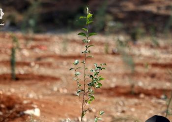 إدلب: إطلاق حملة لزراعة آلاف أشجار الزيتون