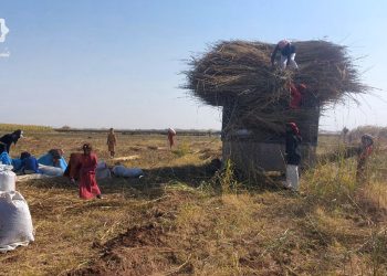 الرقة: جمع مخلفات المحاصيل يخفف أزمة الوقود