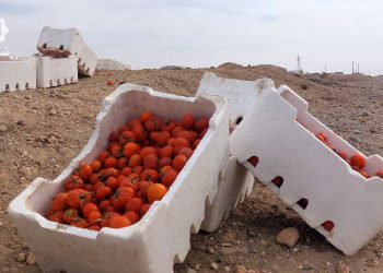 الرقة: انتعاش زراعة البندورة المغطاة كمصدر دخل شتوي