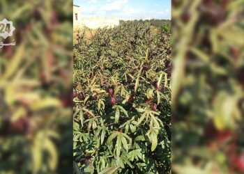 ريف حلب الجنوبي: زراعة الكركديه تجربة زراعية واعدة نحو تنويع المحاصيل وتحسين دخل المزارعين