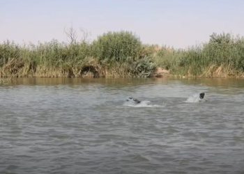 تحذيرات من فوضى الصيد الجائر في نهر الفرات بدير الزور