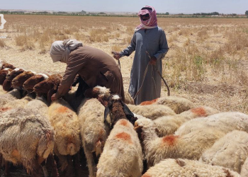الرقة: مربو الأغنام بين الغلاء والأوبئة وخطر اندثار المهنة