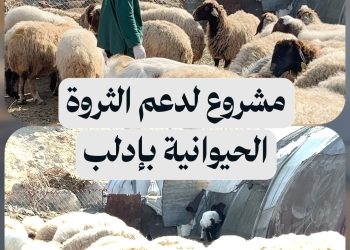 مشروع “وطن” لدعم الثروة الحيوانية في منطقة حارم يعزز الأمن الغذائي ويحسن سبل العيش